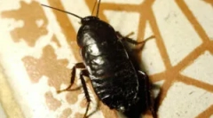 Nagy fekete csótányok otthon